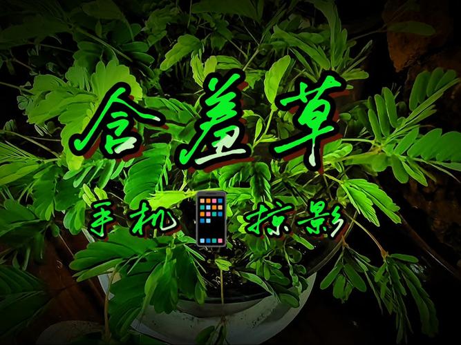 夜恋秀电影院 - 情侣约会最佳选择 | 午夜场电影推荐 | 高清视听体验